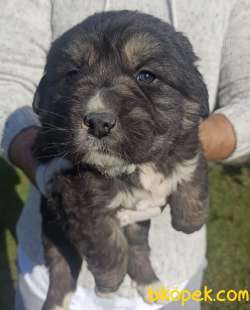 KAFKAS ÇOBAN KÖPEĞİ YAVRULAR 2