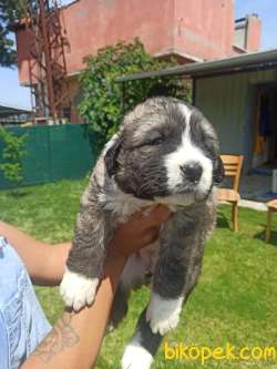 KAFKAS ÇOBAN KÖPEĞİ YAVRULAR 1