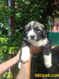 KAFKAS ÇOBAN KÖPEĞİ YAVRULAR 4