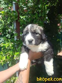 KAFKAS ÇOBAN KÖPEĞİ YAVRULAR 3