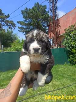 KAFKAS ÇOBAN KÖPEĞİ YAVRULAR 1