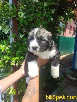 KAFKAS ÇOBAN KÖPEĞİ YAVRULAR 2