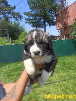 KAFKAS ÇOBAN KÖPEĞİ YAVRULAR 2