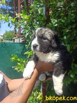 KAFKAS ÇOBAN KÖPEĞİ YAVRULAR 3