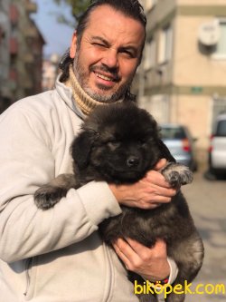 Kafkas Çoban Köpeği Yavruları 3