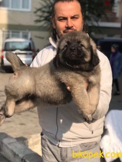 Kafkas Çoban Köpeği Yavruları 1