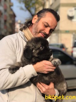 Kafkas Çoban Köpeği Yavruları 4