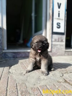 Kafkas Çoban Köpeği Yavruları 2