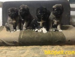 Kafkas Çoban Kopeği Yavruları 1