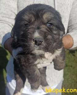 KAFKAS ÇOBAN KÖPEĞİ YAVRULARI 3