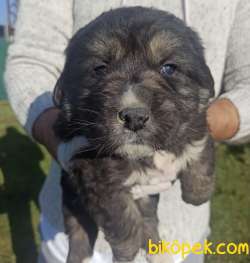 KAFKAS ÇOBAN KÖPEĞİ YAVRULARI 2