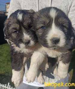 KAFKAS ÇOBAN KÖPEĞİ YAVRULARI 4