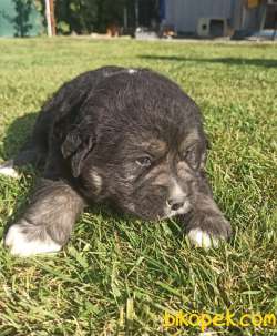 KAFKAS ÇOBAN KÖPEĞİ YAVRULARI 5