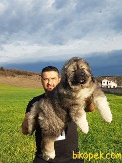KAFKAS ÇOBAN Yavrular 3