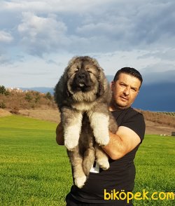 KAFKAS ÇOBAN Yavrular 2