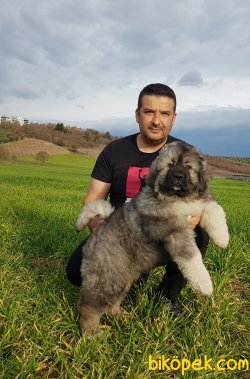 KAFKAS ÇOBAN Yavrular 1