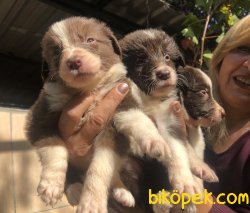 Kahve Beyaz Muhteşem Border Collie Yavrularımız 4