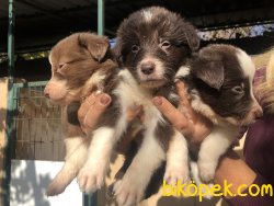 Kahve Beyaz Muhteşem Border Collie Yavrularımız 2