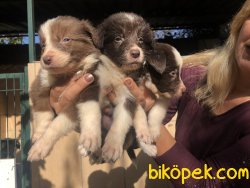 Kahve Beyaz Muhteşem Border Collie Yavrularımız 3
