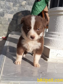 Kahve BORDER COLLİ YAVRULARI 2