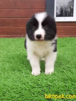 Siyah Beyaz Border Collie Yavruları 4