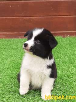 Siyah Beyaz Border Collie Yavruları 3