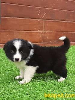 Siyah Beyaz Border Collie Yavruları 4