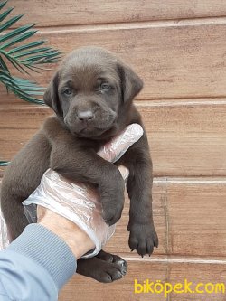 Kahve LABRADOR RETRIEVER YAVRULARIMIZ 5