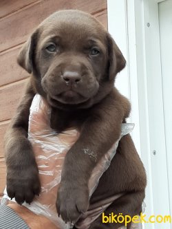 Kahve LABRADOR RETRIEVER YAVRULARIMIZ 3