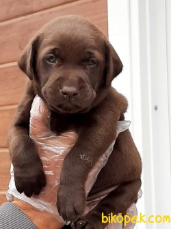KAHVE LABRADOR YAVRULARIMIZ 5