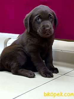 KAHVE RENKLİ LABRADOR RETRIEVER YAVRULARIMIZ 4