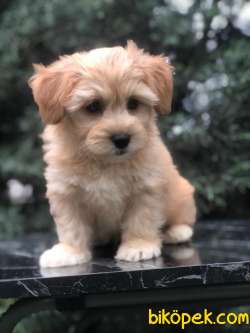 Kahvenin En Güzel Tonu Dizayn Maltipoo Yavrumuz 2