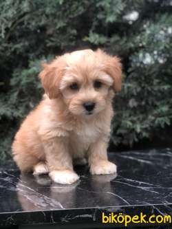 Kahvenin En Güzel Tonu Dizayn Maltipoo Yavrumuz 3