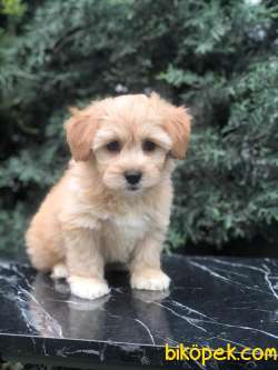 Kahvenin En Güzel Tonu Dizayn Maltipoo Yavrumuz 1