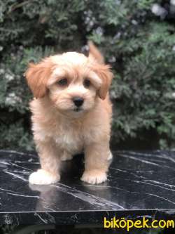 Kahvenin En Güzel Tonu Dizayn Maltipoo Yavrumuz 4