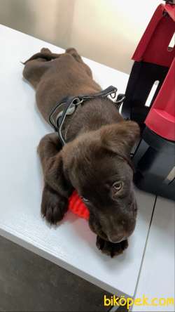 Kahverengi Labrador ACİLL Sahiplendirme 1. Kalite Yavru 1