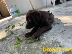 Kahverengi Labrador ACİLL Sahiplendirme 1. Kalite Yavru 5