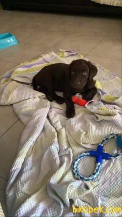 Kahverengi Labrador ACİLL Sahiplendirme 1. Kalite Yavru 4
