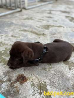 Kahverengi Labrador ACİLL Sahiplendirme 1. Kalite Yavru 2