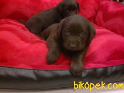 Kahverengı LABRADOR RETRIEVER YAVRULARIMIZ 2