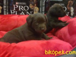 Kahverengı LABRADOR RETRIEVER YAVRULARIMIZ 4