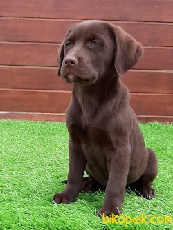 Kahverengı LABRADOR RETRIEVER YAVRULARIMIZ 1