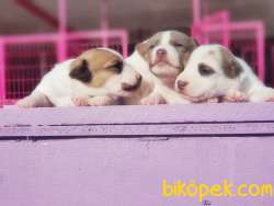 KAHVERENGİ MASKELİ JACK RUSSELL TERRİER YAVRULAR 5