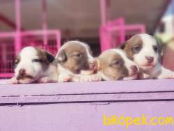 KAHVERENGİ MASKELİ JACK RUSSELL TERRİER YAVRULAR 4