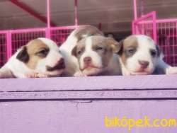 KAHVERENGİ MASKELİ JACK RUSSELL TERRİER YAVRULAR 1