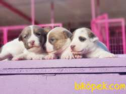 KAHVERENGİ MASKELİ JACK RUSSELL TERRİER YAVRULAR 3