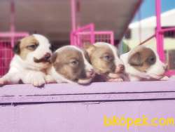 KAHVERENGİ MASKELİ JACK RUSSELL TERRİER YAVRULAR 2