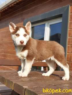 Kahverengi Olağanüstü Güzellikte Sibirya Husky Yavrusu