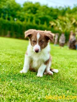 Kahverengi Renk Border Collie 5