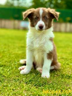 Kahverengi Renk Border Collie 4